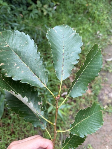 Quercus aliena observed 2026-09-04