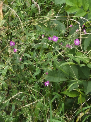 Great Willowherb