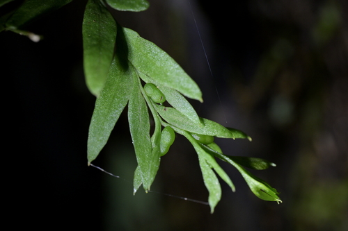Tmesipteris sigmatifolia observed 2026-07-27