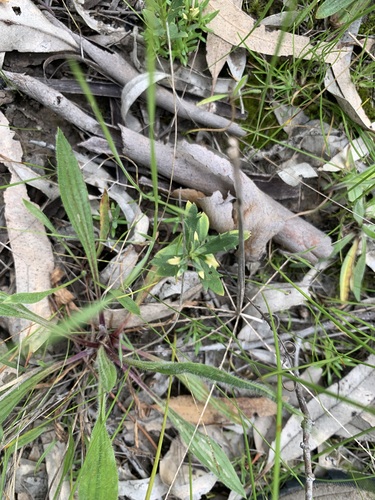 Haloragis heterophylla, 2026-09-04