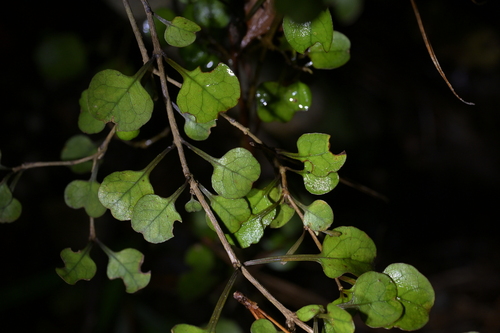 Coprosma spathulata, photograph 2