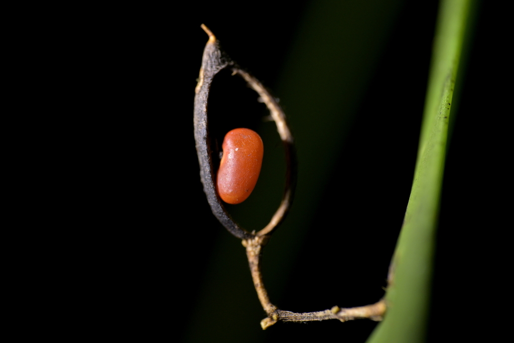 Carmichaelia australis; photograph (c) Christopher Stephens, some rights reserved (CC BY-SA)