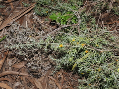 (c) Lucas Christofides, some rights reserved (CC BY) Enchylaena tomentosa, photograph (c) Lucas Christofides, some rights reserved (CC BY)