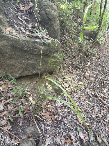 Gymnostachys anceps, photograph 6
