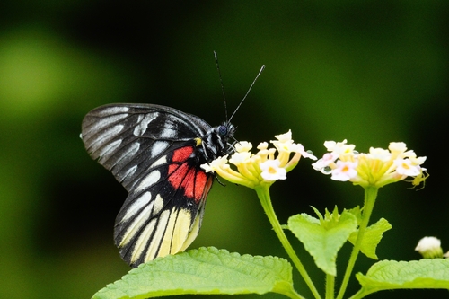 Red-breast Jezebel