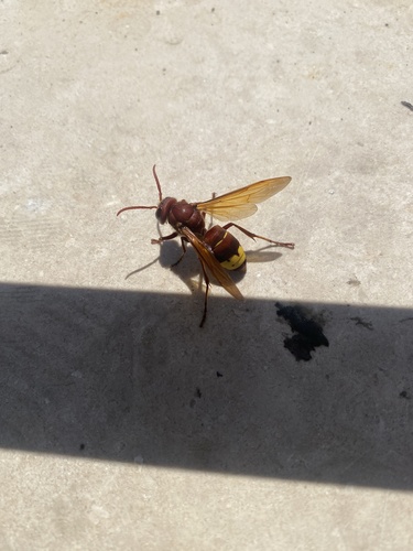 Oriental Hornet