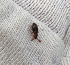 Phymaphora pulchella