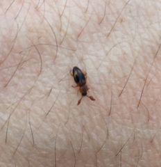 Phymaphora pulchella