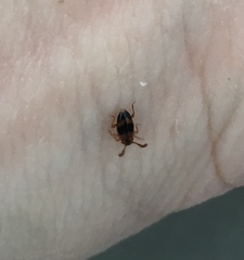 Phymaphora pulchella