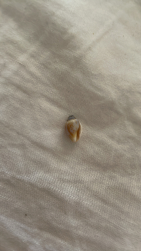 Rustic Dove-shell