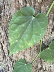Piper hederaceum, photograph (c) Martin Hannan-Jones, some rights reserved (CC BY)