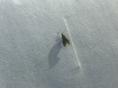 Schreckensteinioidea