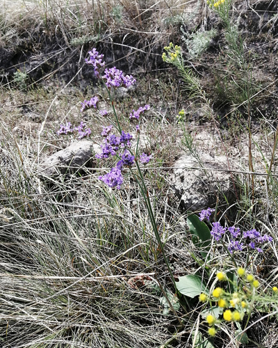 Limonium tomentellum