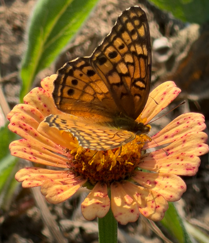 Variegated Fritillary
