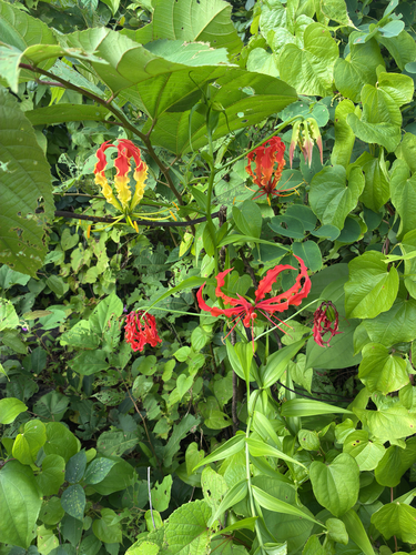 flame lily