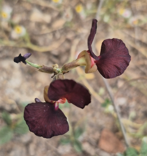 Purple Bush-Bean