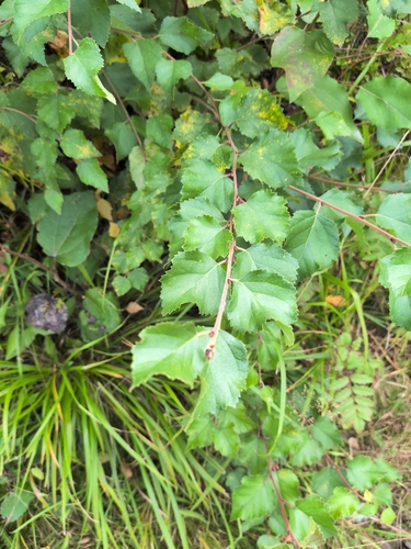 Downy Birch
