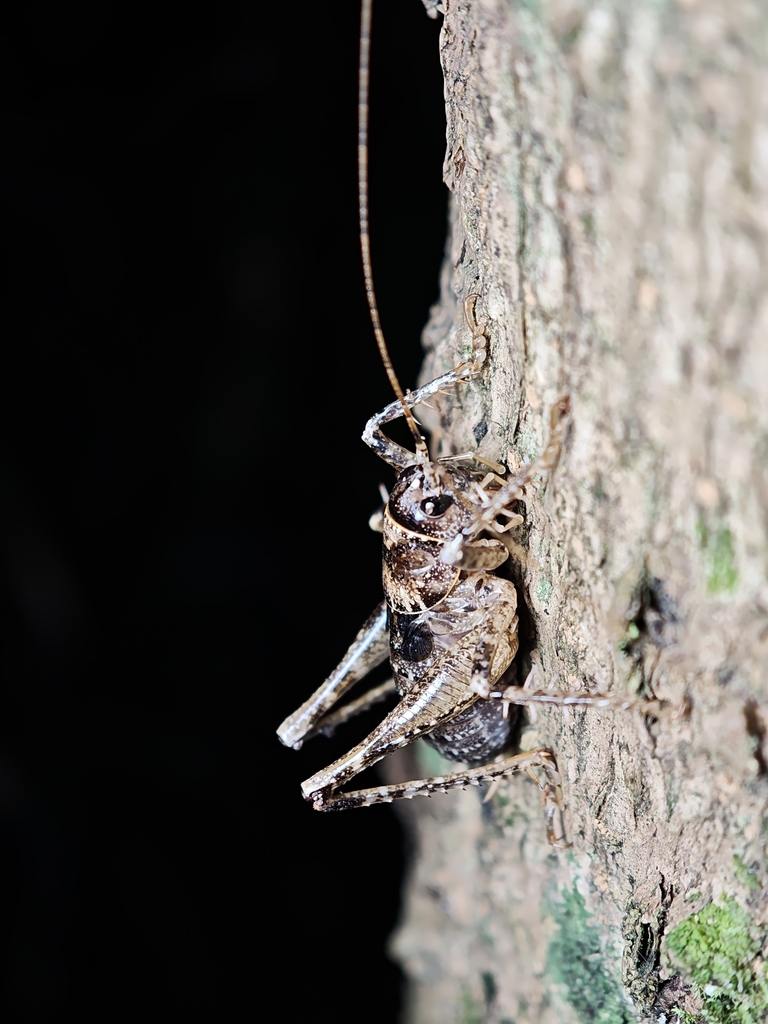 Anabropsis infuscata