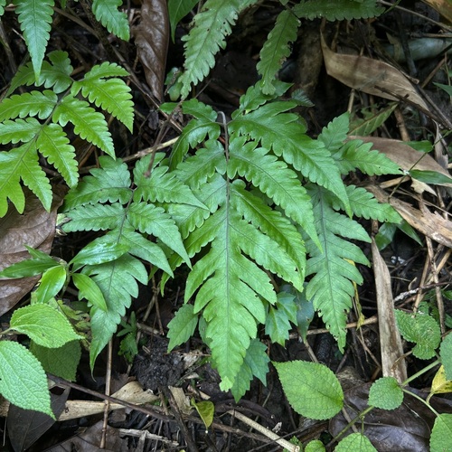 Tectaria fuscipes observed 2026-09-04