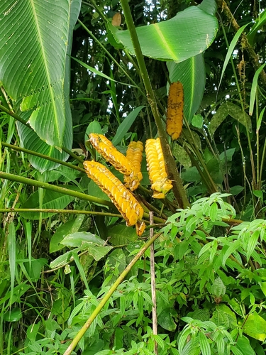 Calathea crotalifera, photograph 3