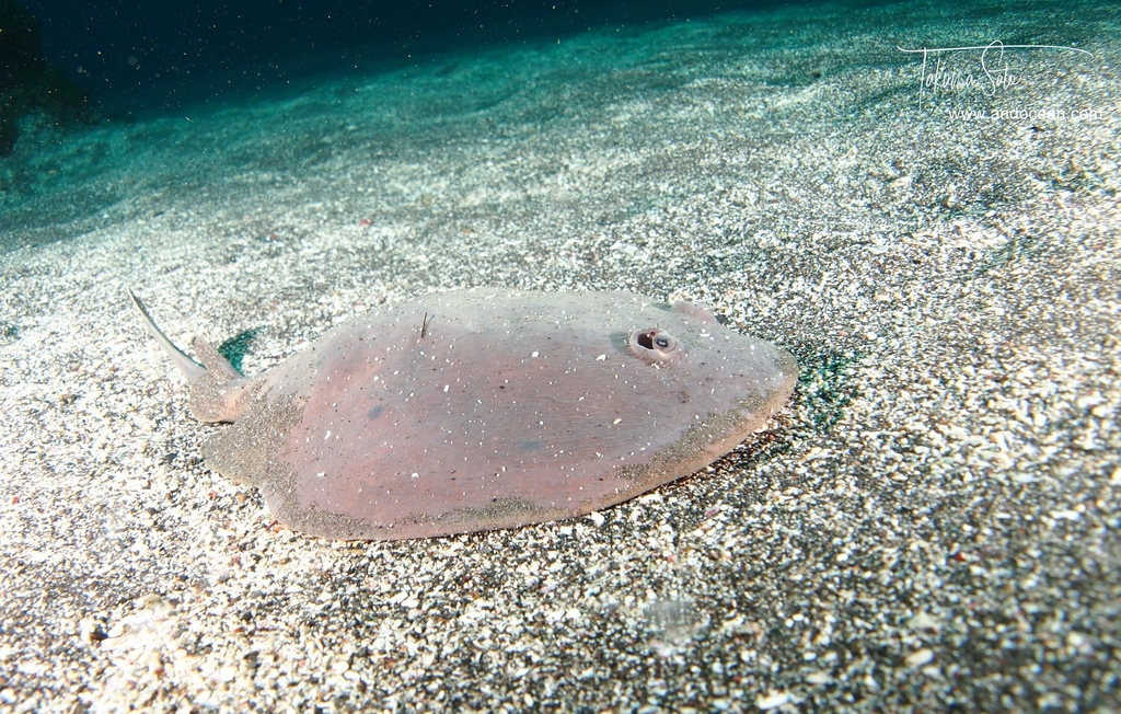 Japanese Sleeper Ray