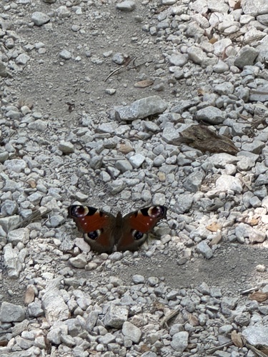 European Peacock Butterfly