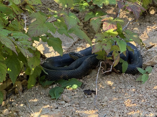 Manchurian Black Ratsnake