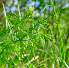Asparagus tenuifolius