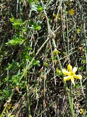Jasminum nudiflorum