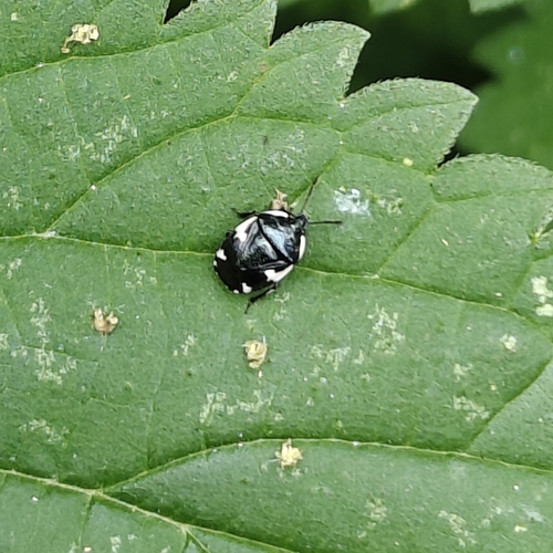 Rambur's pied shieldbug