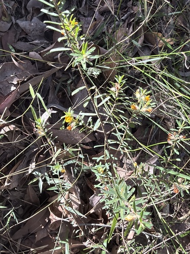 Pultenaea villosa, photograph 5