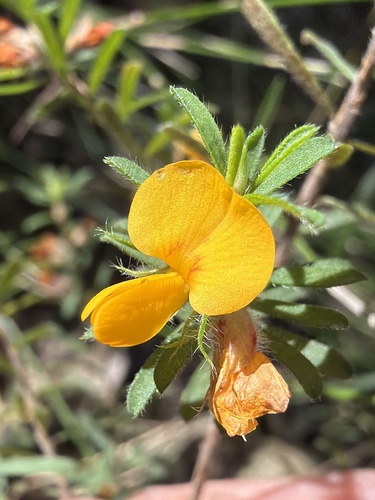 Pultenaea villosa, photograph 4