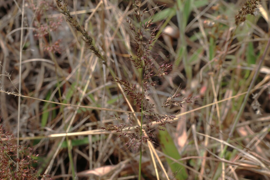 Melinis minutiflora; photograph (c) Greg Tasney, some rights reserved (CC BY-SA)