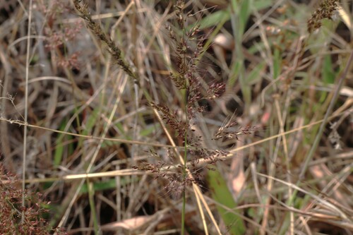 Melinis minutiflora observed 2026-09-03