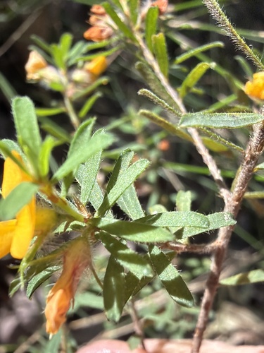 Pultenaea villosa, photograph 6