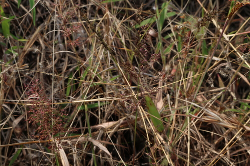 Melinis minutiflora, photograph 1