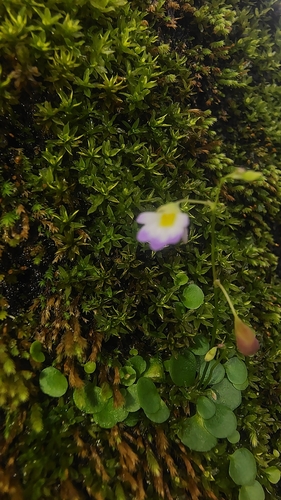 Utricularia striatula