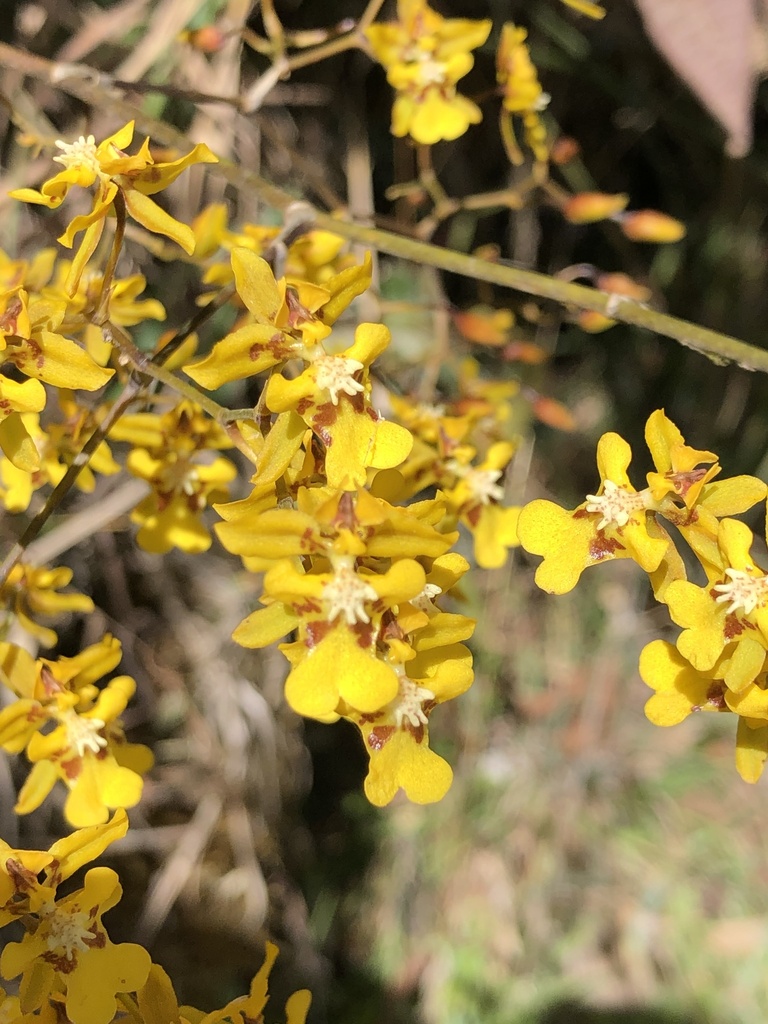 Oncidium lancifolium
