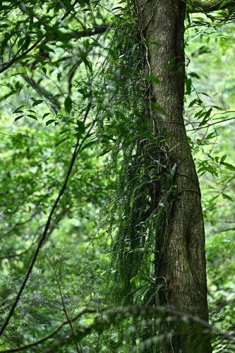 Phlegmariurus phlegmaria observed 2026-08-29