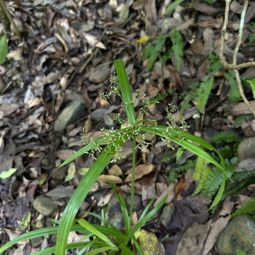 Cyperus diffusus observed 2026-09-04