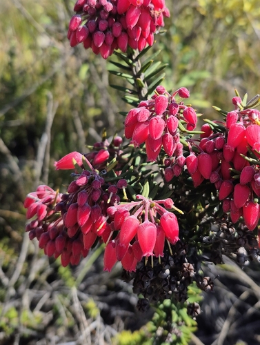 Gaylussacia brasiliensis, 2026-08-28