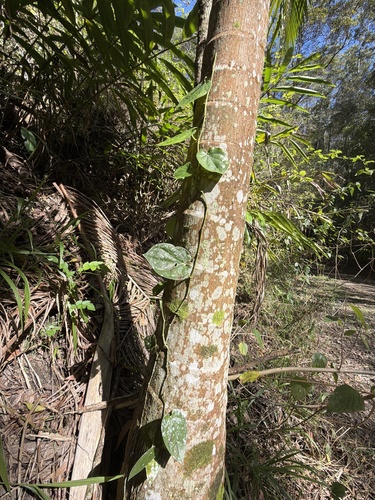 Piper hederaceum, photograph 3