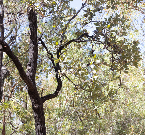 Grevillea glauca observed 2026-09-04