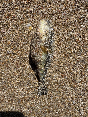 Amblyrhynchotes honckenii observed 2026-09-04