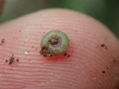 Helicodiscus parallelus