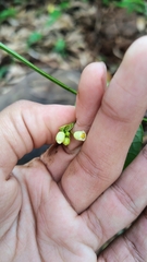 Solena amplexicaulis, photograph (c) Aadi Kulkarni, some rights reserved (CC BY)