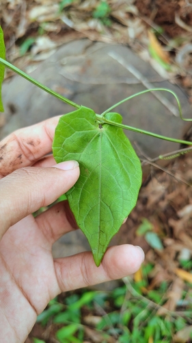 Solena amplexicaulis, photograph 2