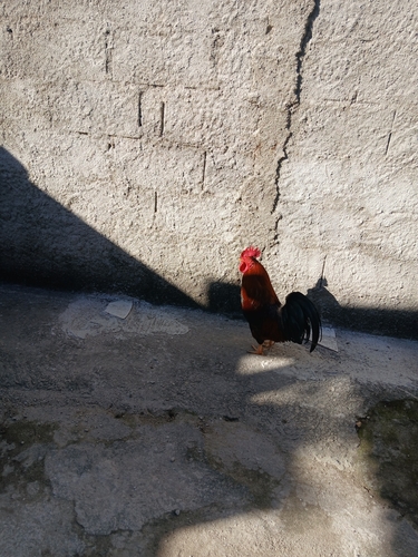Domestic Chicken