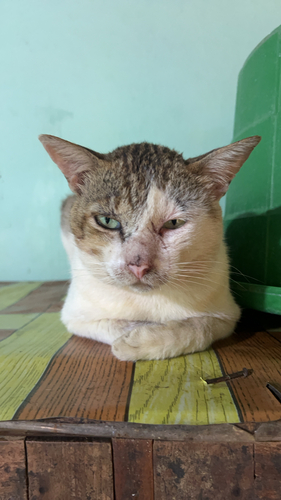 Domestic Cat