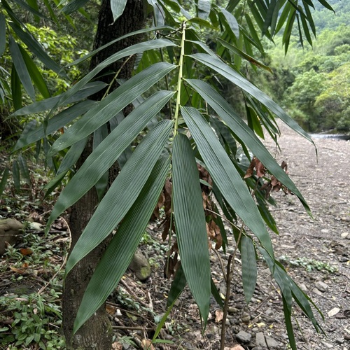 Dendrocalamus latiflorus observed 2026-09-04